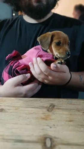 Dachshund pelagem curta (Teckel)