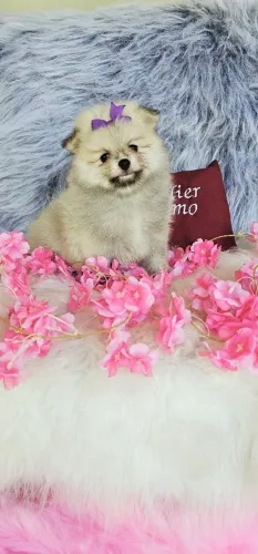 Luluzinha perfeita miudinha