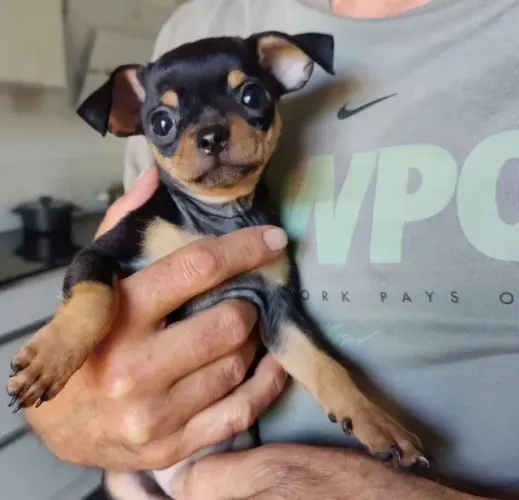 Filhotinhos Pinscher/Pincher Muito Ativos Macho e Fêmea Vacinados São Paulo