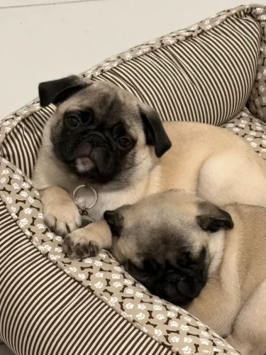 Filhotes de pug 