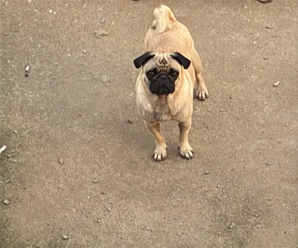 Fêmea de Pug Adulta