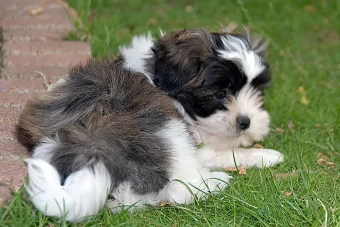 Filhote de Shih Tzu O Parceiro Ideal Para Todos os Dias