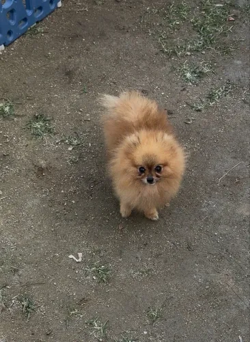 Spitz alemão anão macho