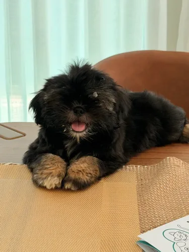 Shihtzu fêmea com pedigree