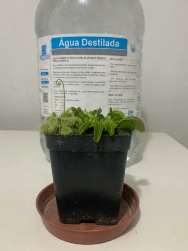 Planta carnívora Dionaea + Drosera no vaso + água destilada