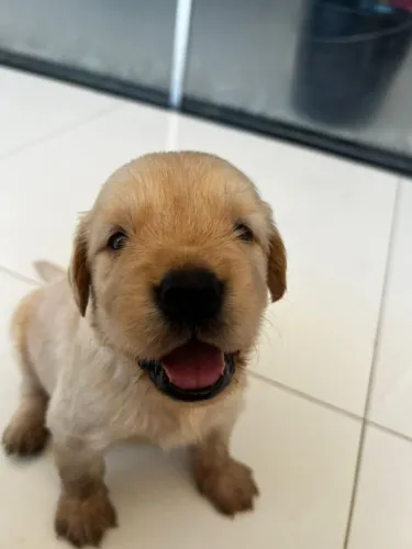 Filhotes de Golden Retriever - Ninhada 05/05