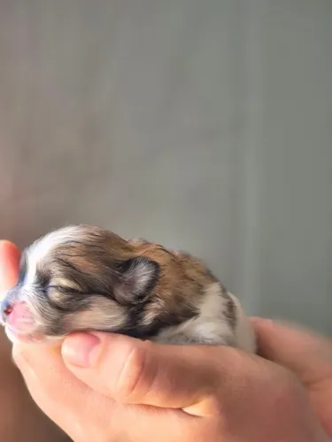 LULU DA POMERÂNIA FÊMEAS - RESERVAS ABERTAS