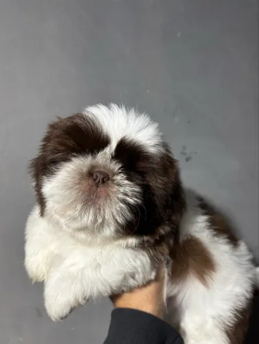 Shihtzu macho
