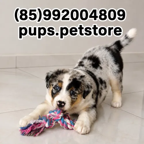 Border collie merle macho