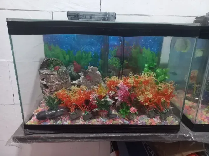 Aquário para beteiras