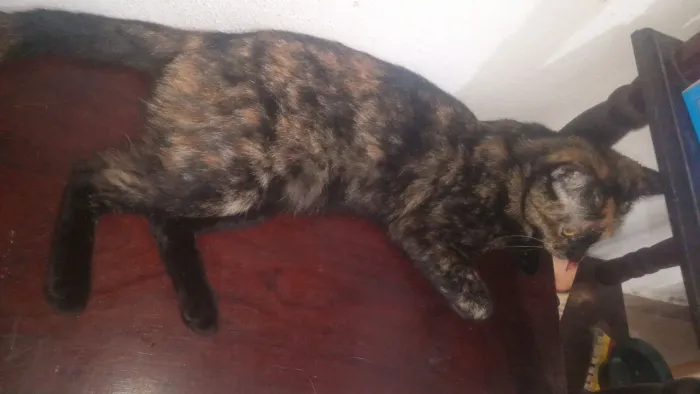 gatinhas fêmeas para adoção 