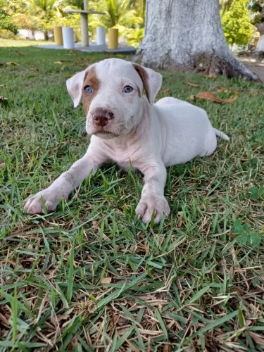 Filhotes de Pitbull 