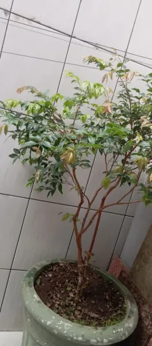 Vendo todas essas plantas