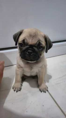 Machinho de pug