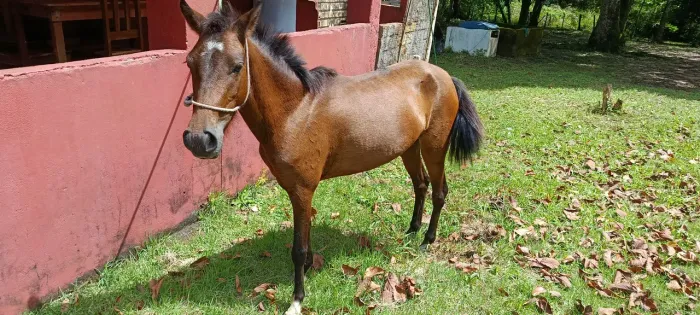 Poldra nova, muito bonita