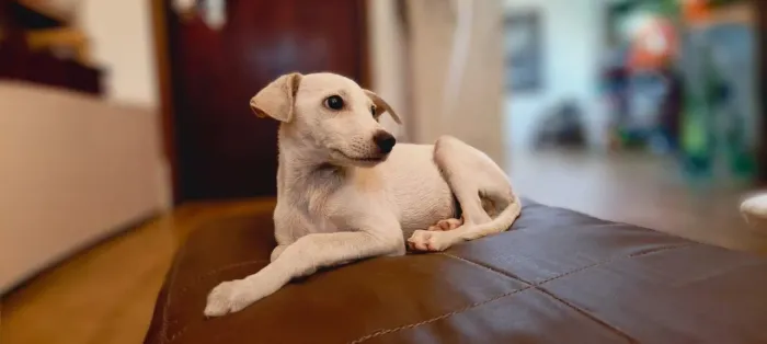 Cachorro filhote para adoção 