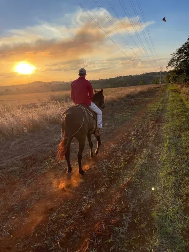 Cavalo QM