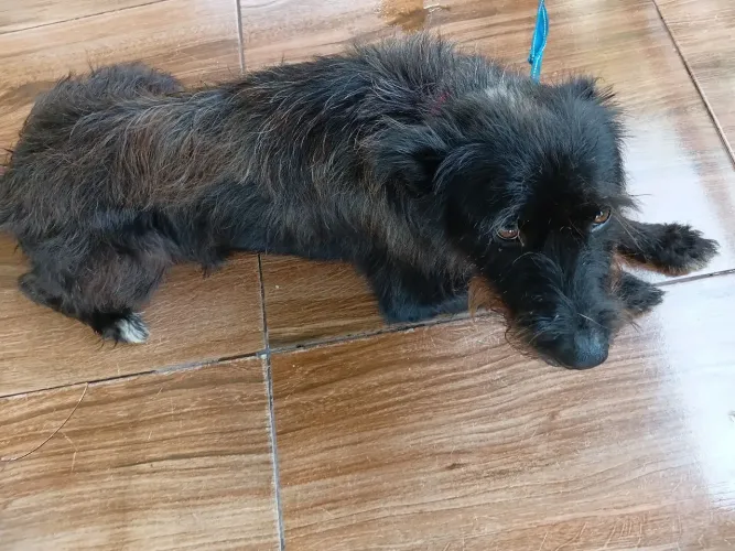 Adoção de cachorro