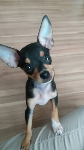 Filhotinhos Pinscher/Pincher de pelagem densa super saudáveis e brincalhões