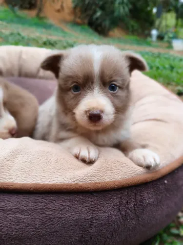 Filhote de Border Collie