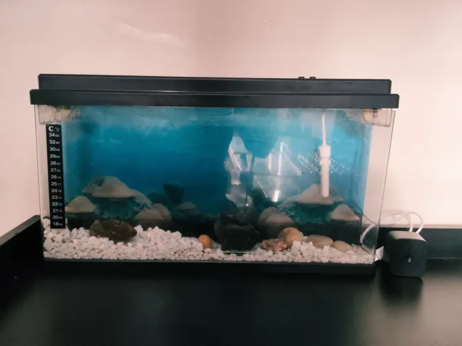 Aquário para peixe beta com termostato e termômetro