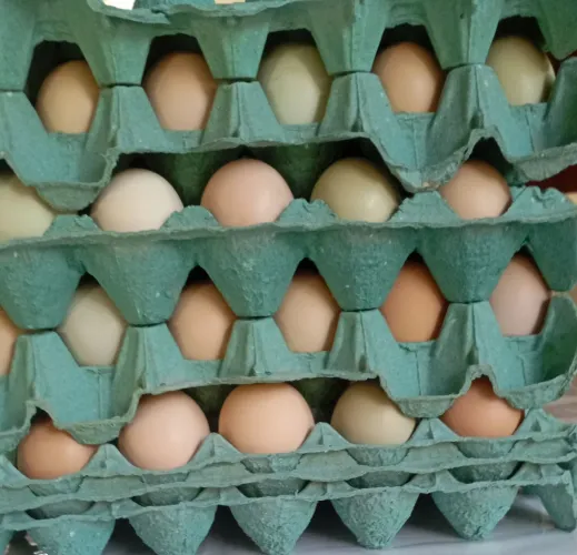 Ovos caipira germinados 