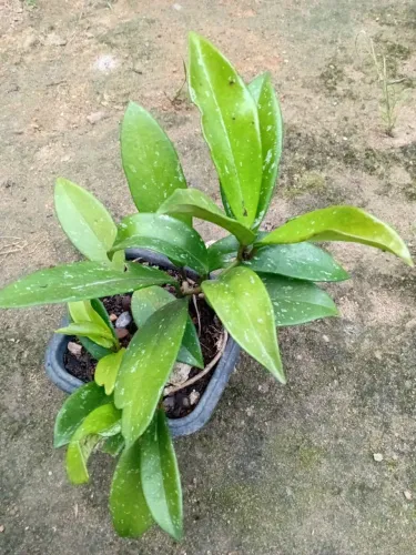 Flor de cera