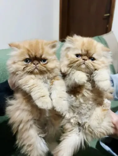 Pequenos Persas Exoticos