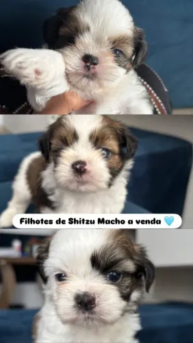 Filhotes de Shitzu