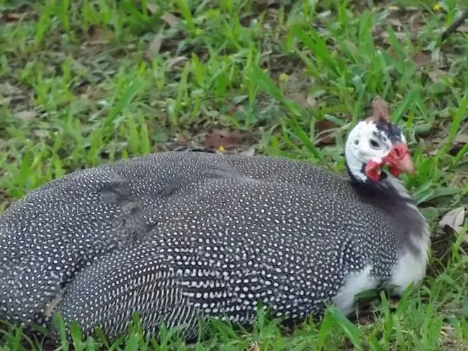 Troco galinha de angola macho por galo grande
