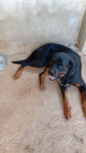 Rottweiler macho