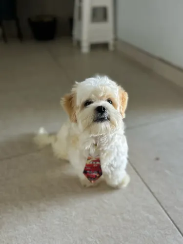 Cachorrinho Shitzu