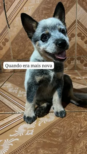 Fêmea Blue Heeler Boiadeira Australiana