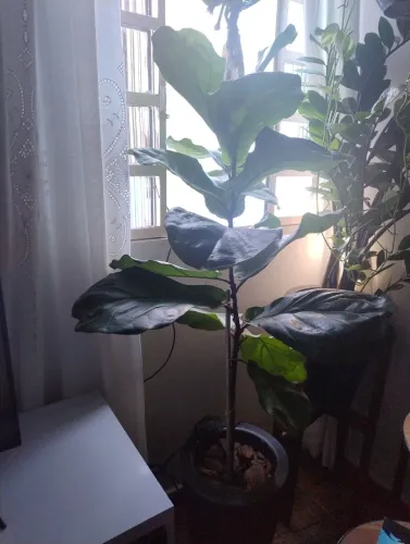 Ficus lyrata natural