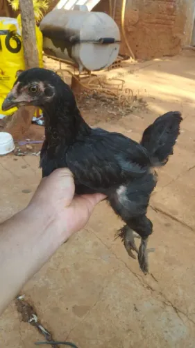 Franguinho(a) Brahma