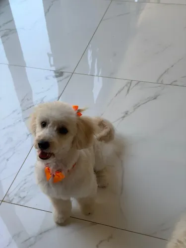 Vendo Poodle Fêmea