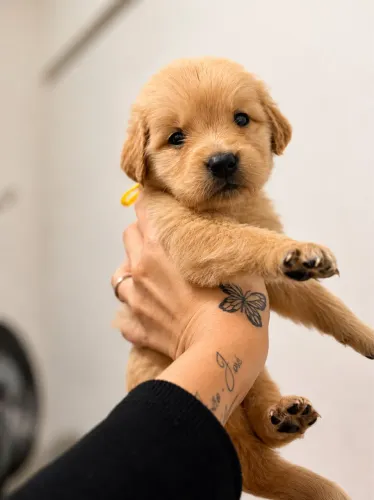 Fêmeas de Golden retriever 