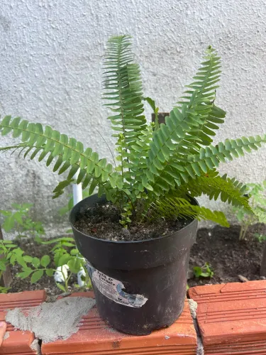 Samambaia Americana