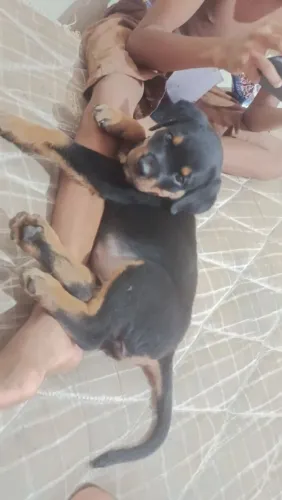 Rottweiler fêmea pura mãe e pai no local!