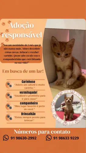 Gatinho adoção responsável 