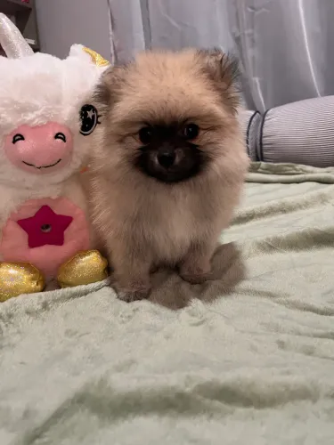 Lulu da Palmerania