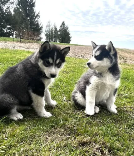 Husky siberiano Doguinho que merece uma chance de conquistar você