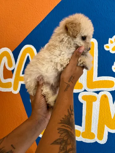 Poodle toy