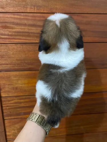 Shih tzu