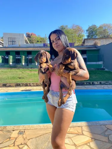 Dobermanns 60 dias alto Nível 