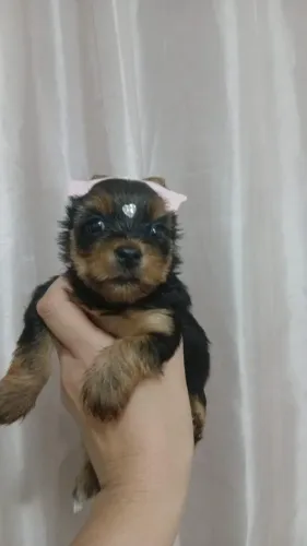 Filhote fêmea de Yorkshire Terrier