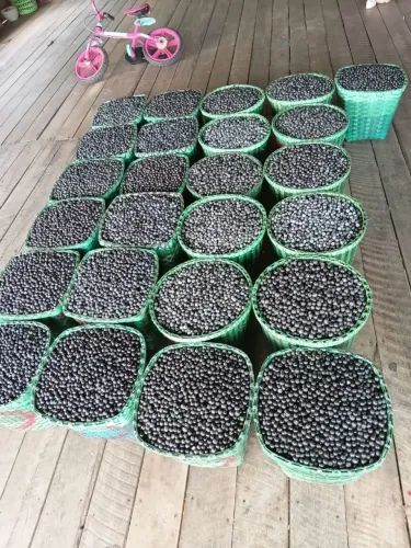 Açaí top 120 tela abaete