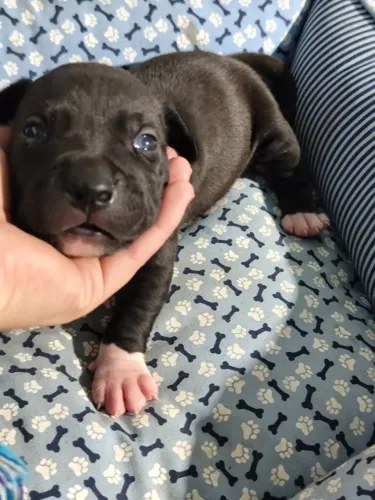 Pitbull