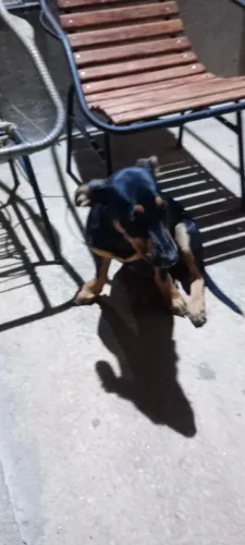 Cãozinho para doação em Abadia de Goiás