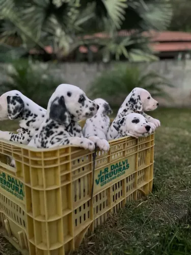 Cachorro